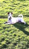 Dexter Gibson, bathing in the sun.