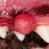 A Dog Dental Problem Such as an Oral Tumor Like This One Is One of Many Potential Causes of a Jaw Problem and Pain