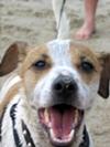 Hendrix at the Beach, After Digging in the Sand