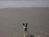 jaclyn at Dog Beach