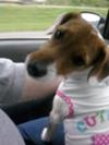 Daisy on the way to her aunt's house!
