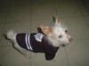 Our Jack Russell Terrier Hockey Player