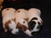 Kimberlite Livingston and Salishan Krest Puppies! 