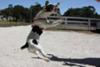 The jumping Jack Russell