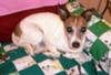 Jack Russell Terrrier Victoria