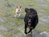 Zoey & Emma on Tidal Flats, Cobble Hill, BC