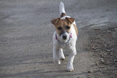 Tilly at 4 1/2 months 