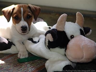 Toby Joe and Mister Cow