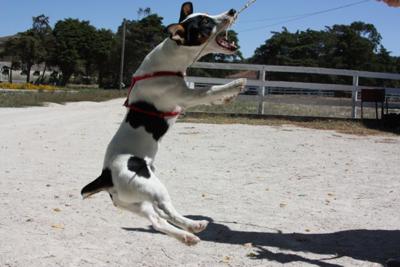 The jumping Jack Russell