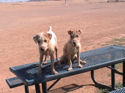 Mud Puppies