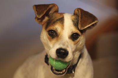 Sawyer the Jack Russell Terrier