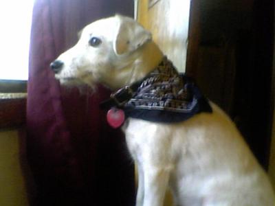 watch dog