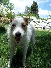 fact about jack russell terrier
