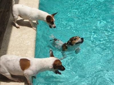 They love the Pool. Senko can go all the way to the bottom to get his ball.