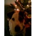 dog articles