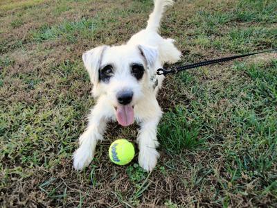 Ace's first day in our home