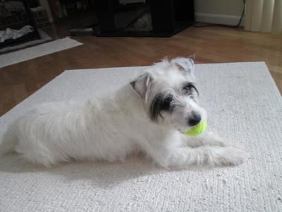 Ace playing with his tennis ball