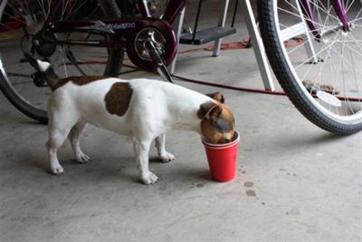 Sugar Taking a Break During Filming