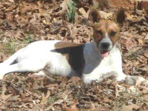 jrt dog