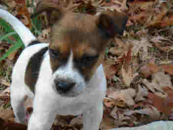 jack russell terrier pictures