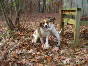 jack russell kids