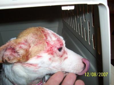 Abused by Cats
