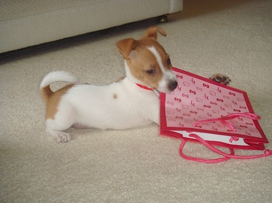 Jack Russell Puppy Brutus