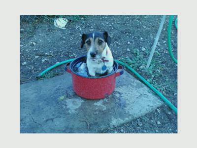 BUZZ CHILLING jack Russell Terrier