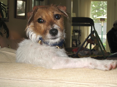 Jack Russell Terrier Carly