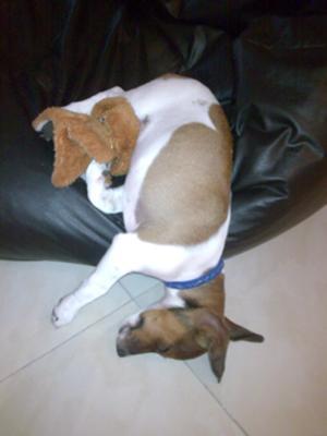 To Bed with His Teddy!