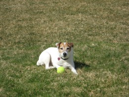 jack russell terrier playing ball
