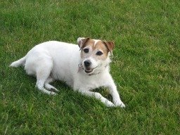 Jack Russell Terrier resting on grass