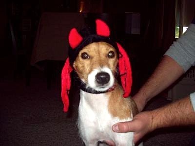 Gappie the Devil-Dog!