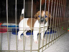 Jack Russell Terrier Rescue