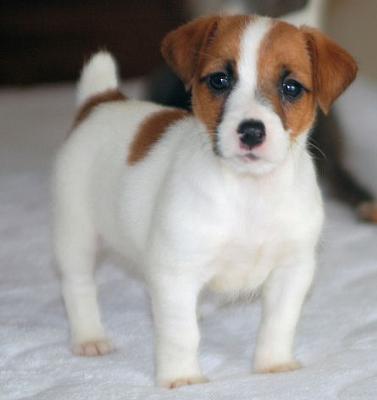 Dog Branch Farm Jack Russell Terriers