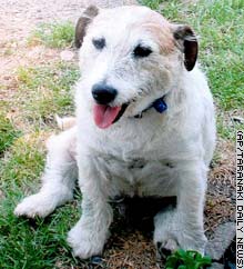 george the jack russell terrier
