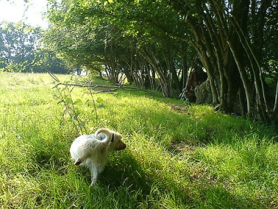 dog peeing outdoors