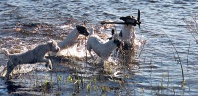 swimming after a hot walk