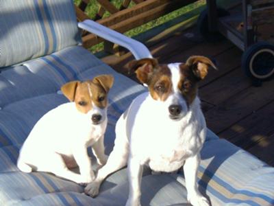 Bandit (On left) Sugar (On right)