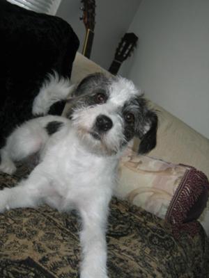 Jack Russell Or Papijack