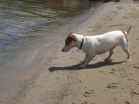 jack russell terrrier at beach