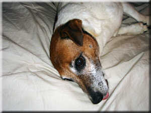 jack russell terrier health problems