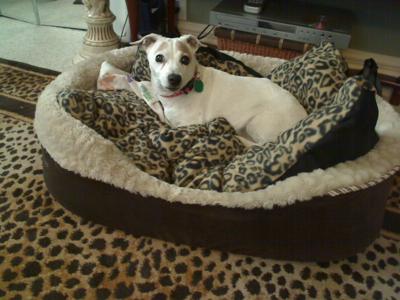 JRT on her  bed leopard print