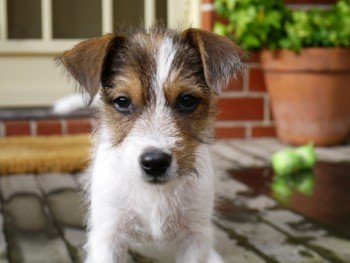Jack Russell Terrier Picture