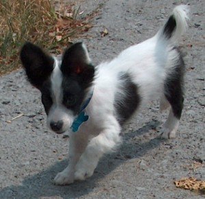 jrt dog