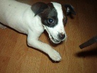 jack russell puppy