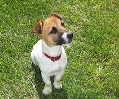 jack russell terrier