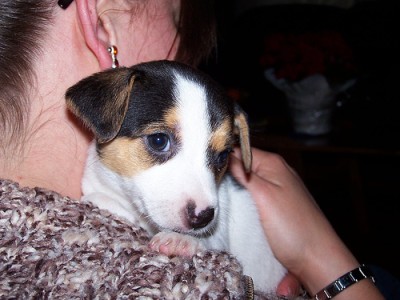 jack russell terrier puppy