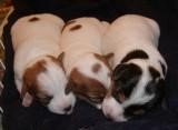 Livingston x Krest pups (Jazz, Elliott, Jackie)