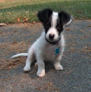 jrt breed